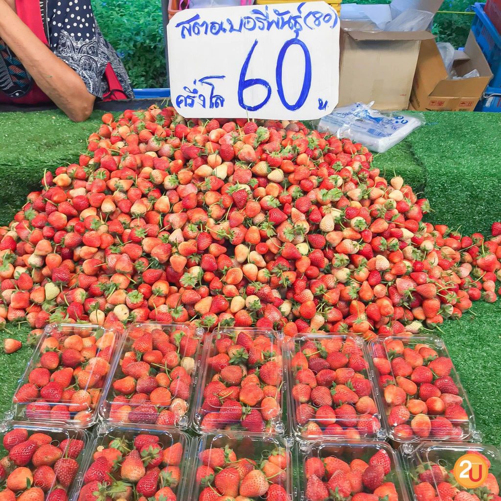 kasetfair2020 Strawberry